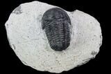 Bargain, Gerastos Trilobite Fossil - Morocco #87567-1